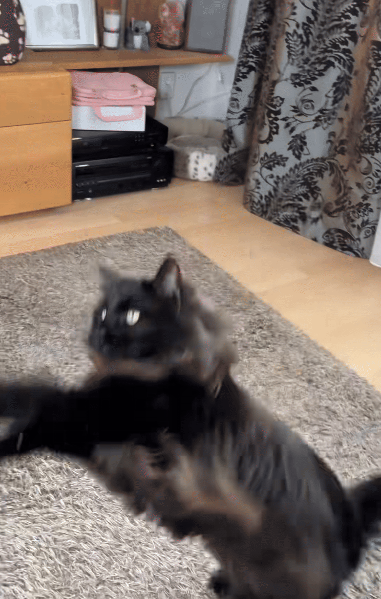 Calendario De Adviento Para Gatos